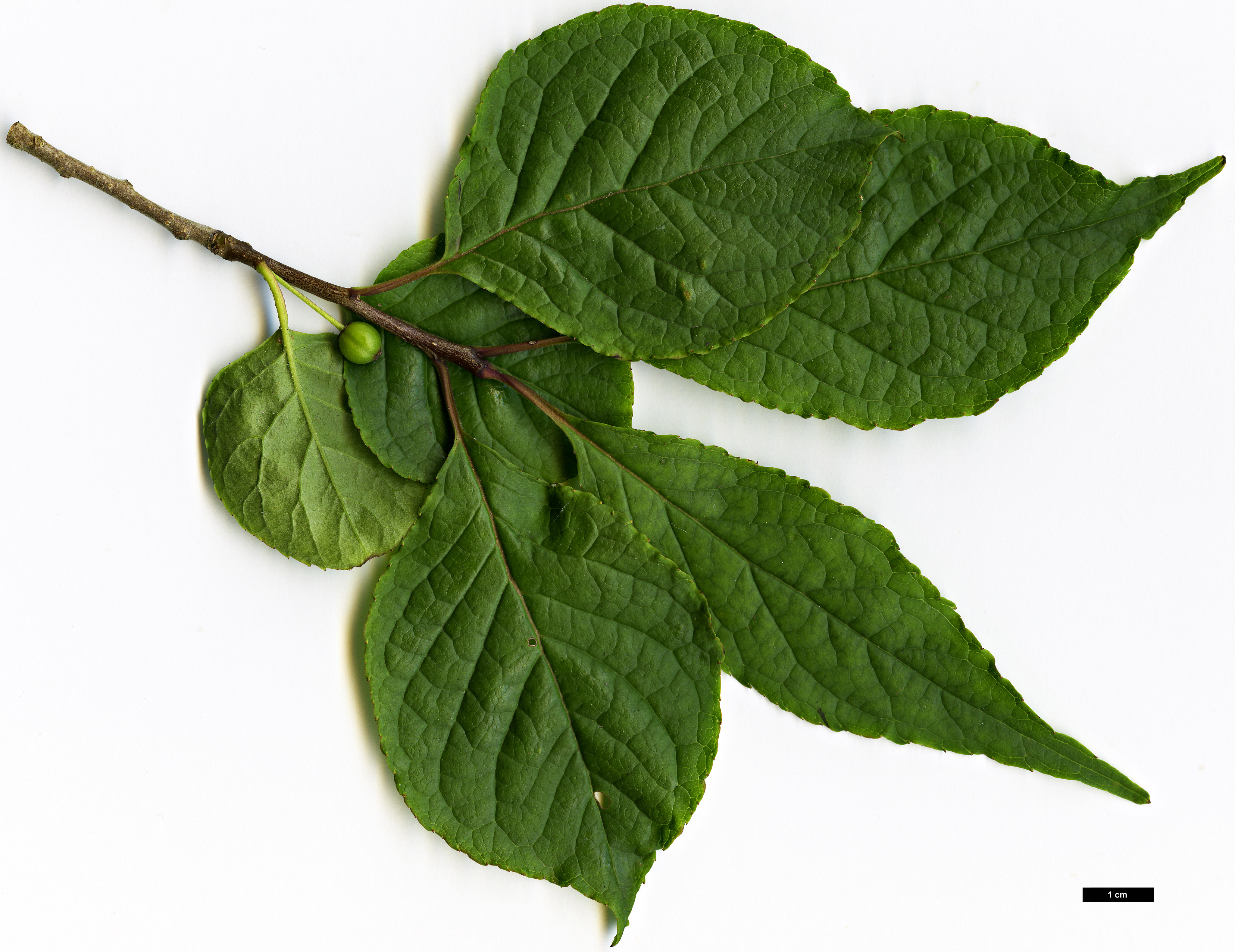 High resolution image: Family: Aquifoliaceae - Genus: Ilex - Taxon: collina